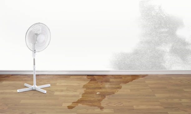 Best Carpet water damage restoration  in Littlefield, TX